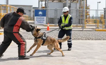 reinducción ataque canino